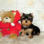 Fonya Yorkshire Terrier Fonya Yorkshire Terrier