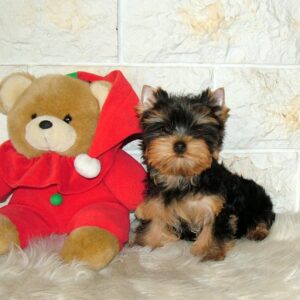 Sabra Yorkshire Terrier Sabra Yorkshire Terrier