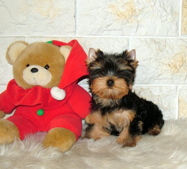 Sabra Yorkshire Terrier