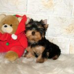 Sabra-female-Yorkshire-Terrier-puppy-for-sale-1 (4)