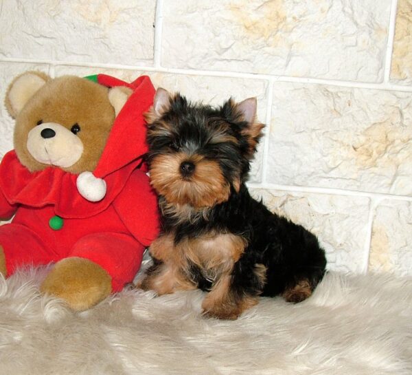 Sabra Yorkshire Terrier