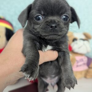 Sacco Chihuahua