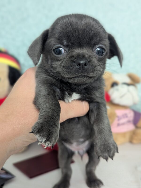 Sacco Chihuahua