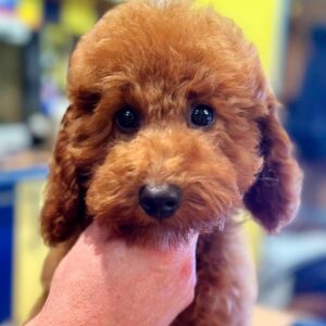 Samuel Toy Poodle