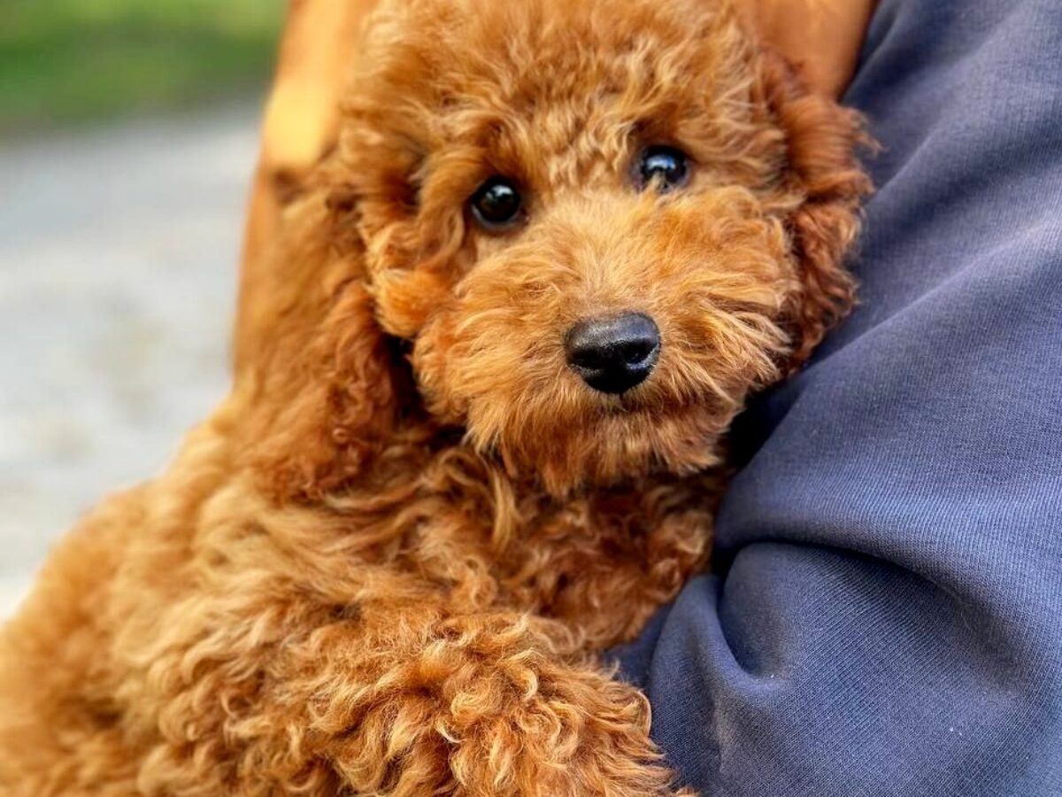 Toy Poodle Dogs and Puppies for sale