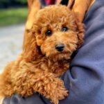 Rocky Toy Poodle Rocky Toy Poodle