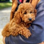 Samuel-male-Toy-Poodle-puppy-for-sale-3