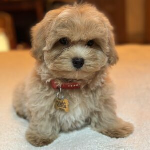 Samuel Maltipoo