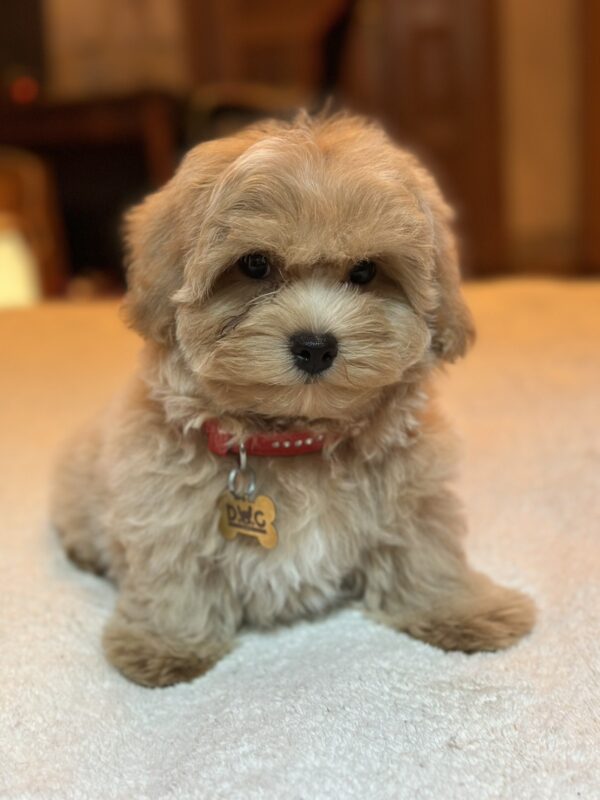 Samuel Maltipoo