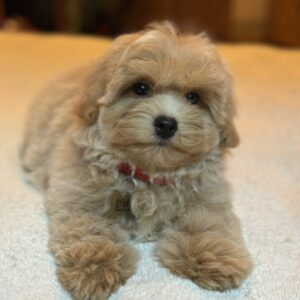 Samuel Maltipoo