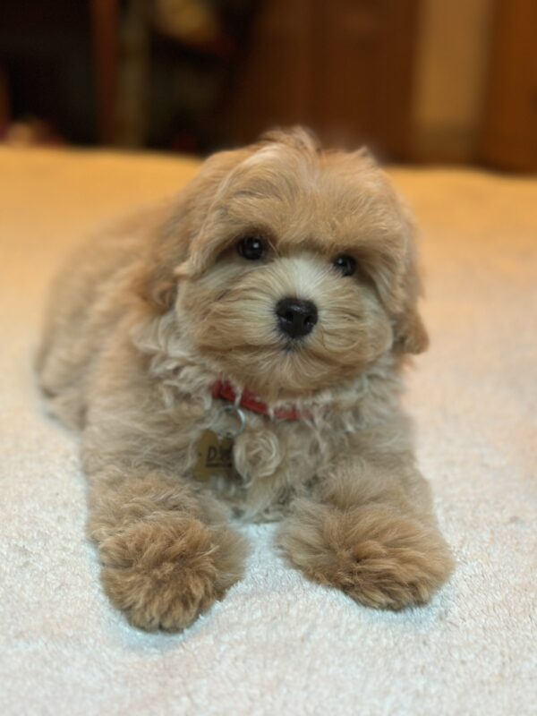 Samuel Maltipoo