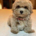 Samuel-male-maltipoo-puppy-for-sale-1 (3)