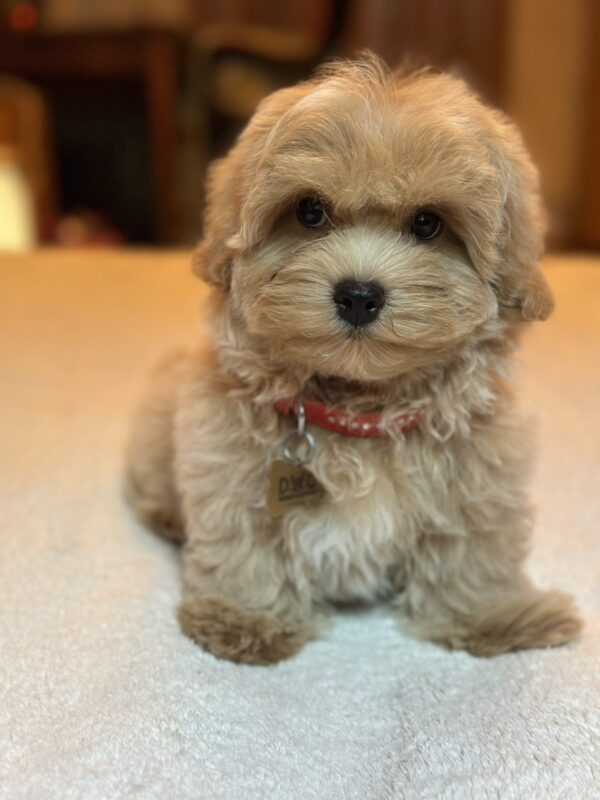 Samuel Maltipoo