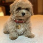 Samuel-male-maltipoo-puppy-for-sale-1 (4)