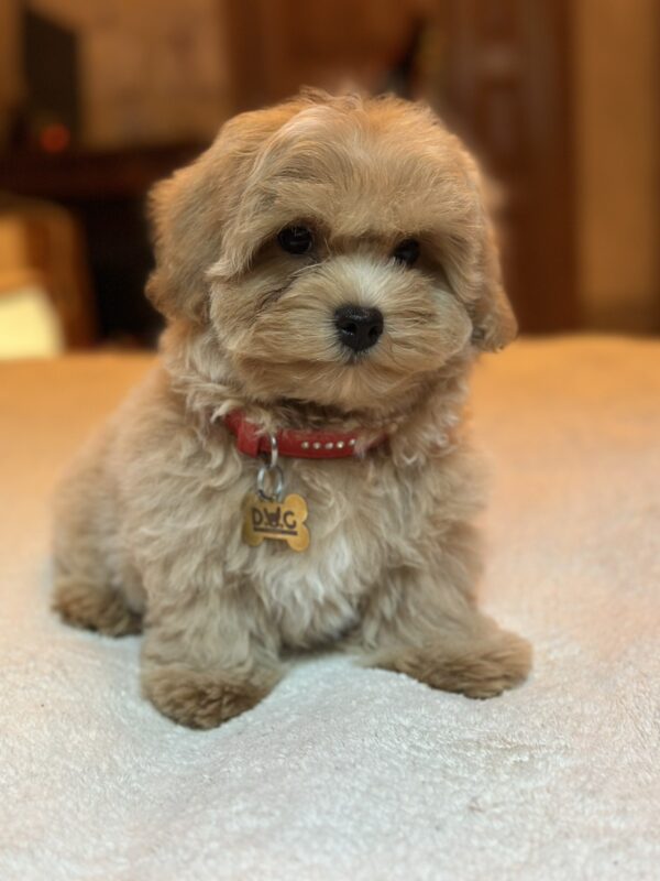 Samuel Maltipoo