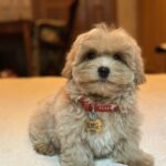 Samuel-male-maltipoo-puppy-for-sale-1 (5)