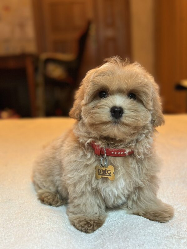 Samuel Maltipoo