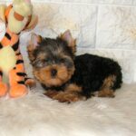 San-male-Yorkshire-Terrier-puppy-for-sale-1 (1)