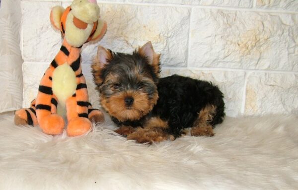 San Yorkshire Terrier