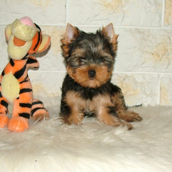 San Yorkshire Terrier