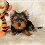 San-male-Yorkshire-Terrier-puppy-for-sale-1 (3)