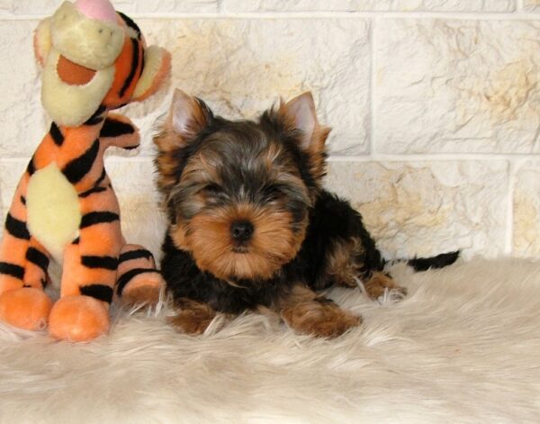 San Yorkshire Terrier