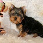 San-male-Yorkshire-Terrier-puppy-for-sale-1 (4)