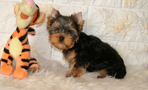 San Yorkshire Terrier