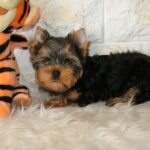 San-male-Yorkshire-Terrier-puppy-for-sale-1 (5)