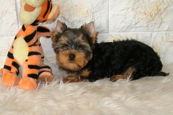 San Yorkshire Terrier
