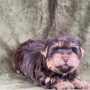 Sauer Yorkshire Terrier