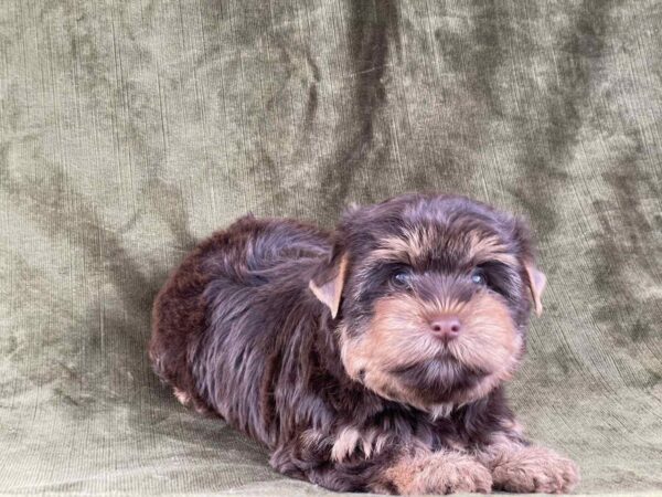Sauer Yorkshire Terrier