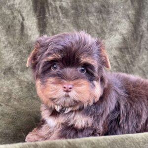 Sauer Yorkshire Terrier