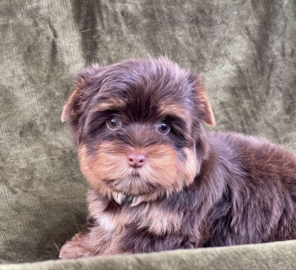 Sauer Yorkshire Terrier