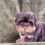 Sauer-male-Yorkshire-Terrier-puppy-for-sale-3