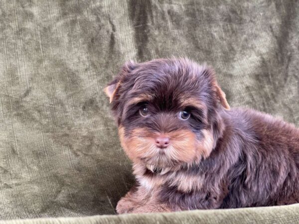 Sauer Yorkshire Terrier
