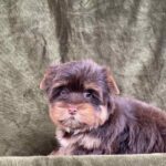 Sauer-male-Yorkshire-Terrier-puppy-for-sale-4