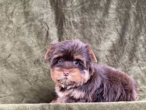 Sauer Yorkshire Terrier