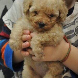 Selena Toy Poodle