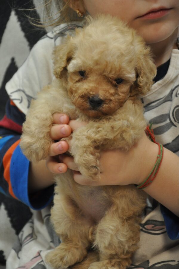 Selena Toy Poodle