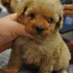 Selena-female-toy-poodle-puppy-for-sale-1 (2)
