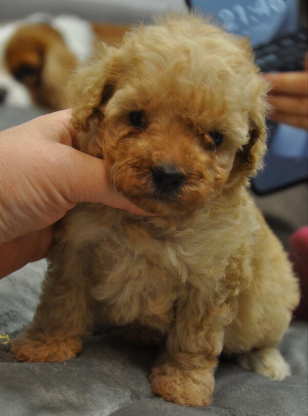 Selena Toy Poodle