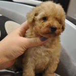 Selena-female-toy-poodle-puppy-for-sale-1 (3)