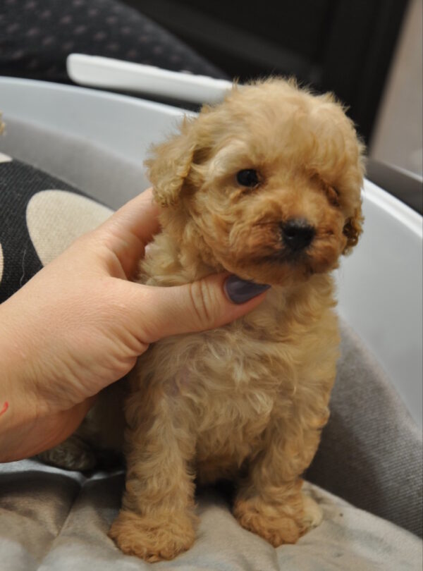 Selena Toy Poodle