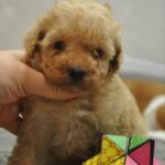 Selena-female-toy-poodle-puppy-for-sale-1 (4)