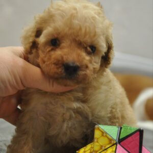 Selena Toy Poodle