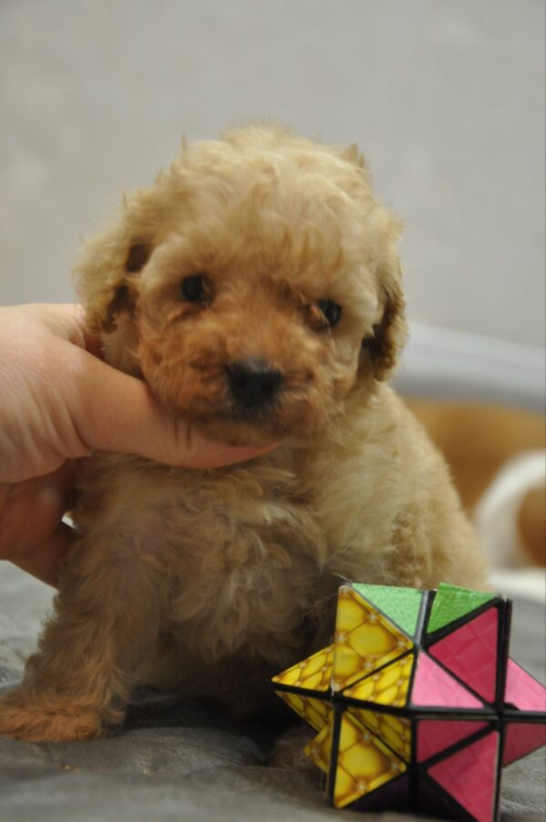 Selena Toy Poodle