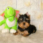 Sem-male-Yorkshire-Terrier-puppy-for-sale-1 (1)