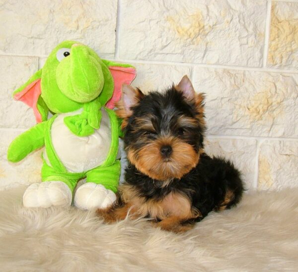 Sem Yorkshire Terrier