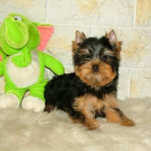 Sem Yorkshire Terrier